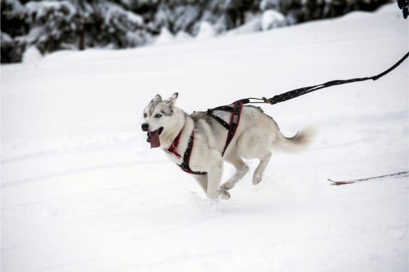 why-does-my-dog-randomly-start-sprinting-around-the-house