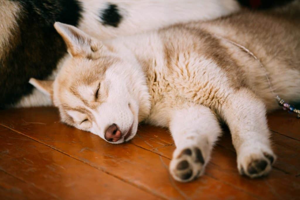Siberian Husky Sleeping