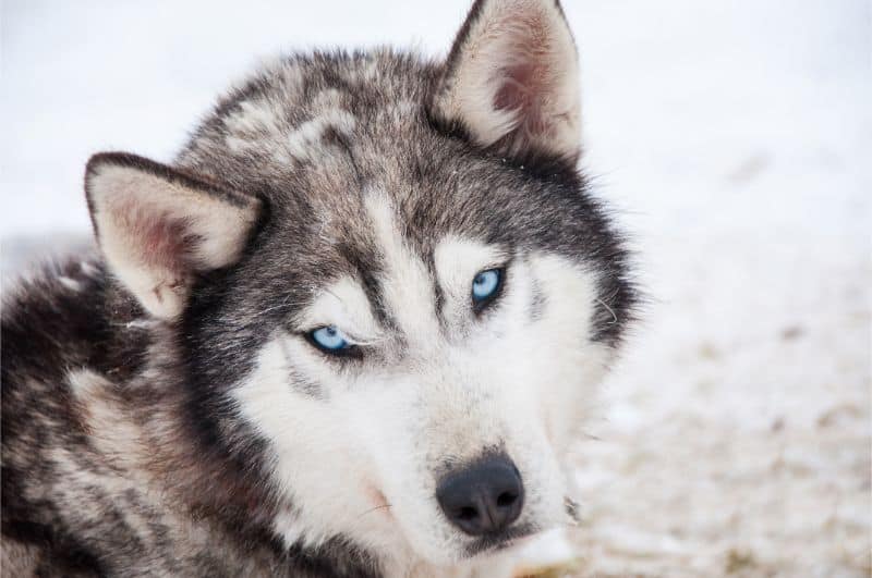 Why Your Husky Pees In The House (And How To Stop It)
