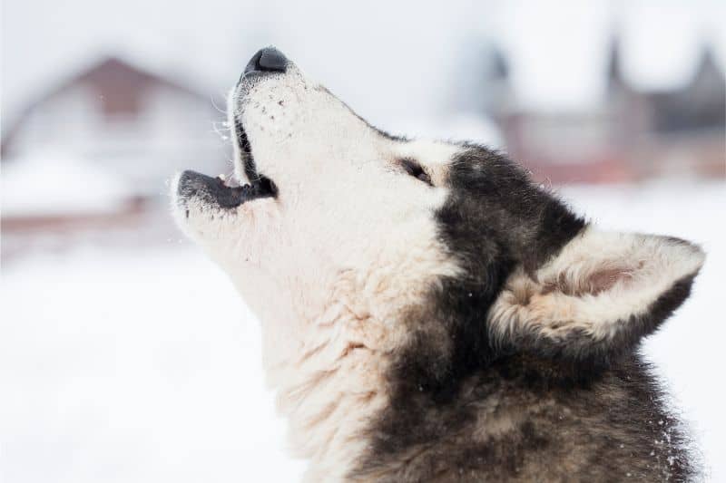 husky howling