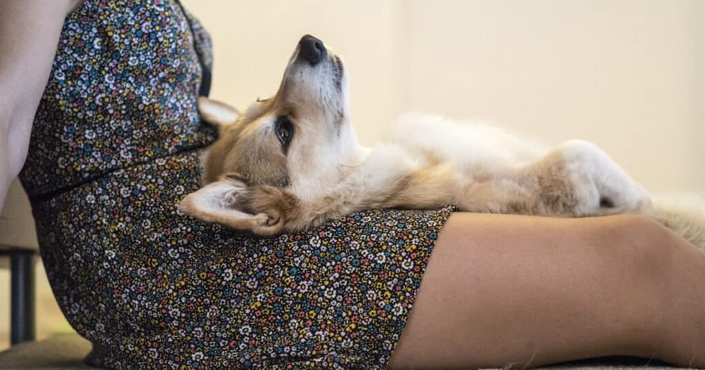 Dog Sleep Between Legs Female Owner