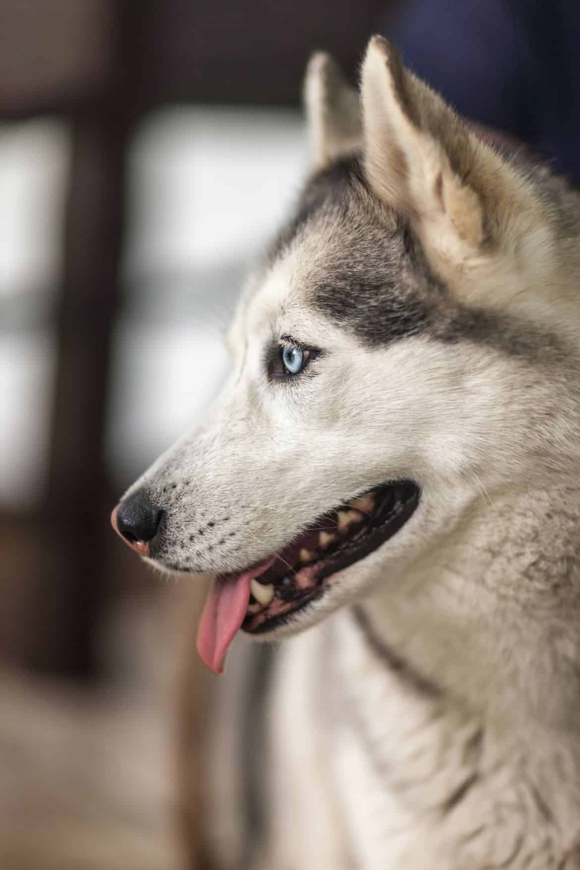 portrait-of-siberian-husky-PQ25HQH (1) | Pet Dog Owner