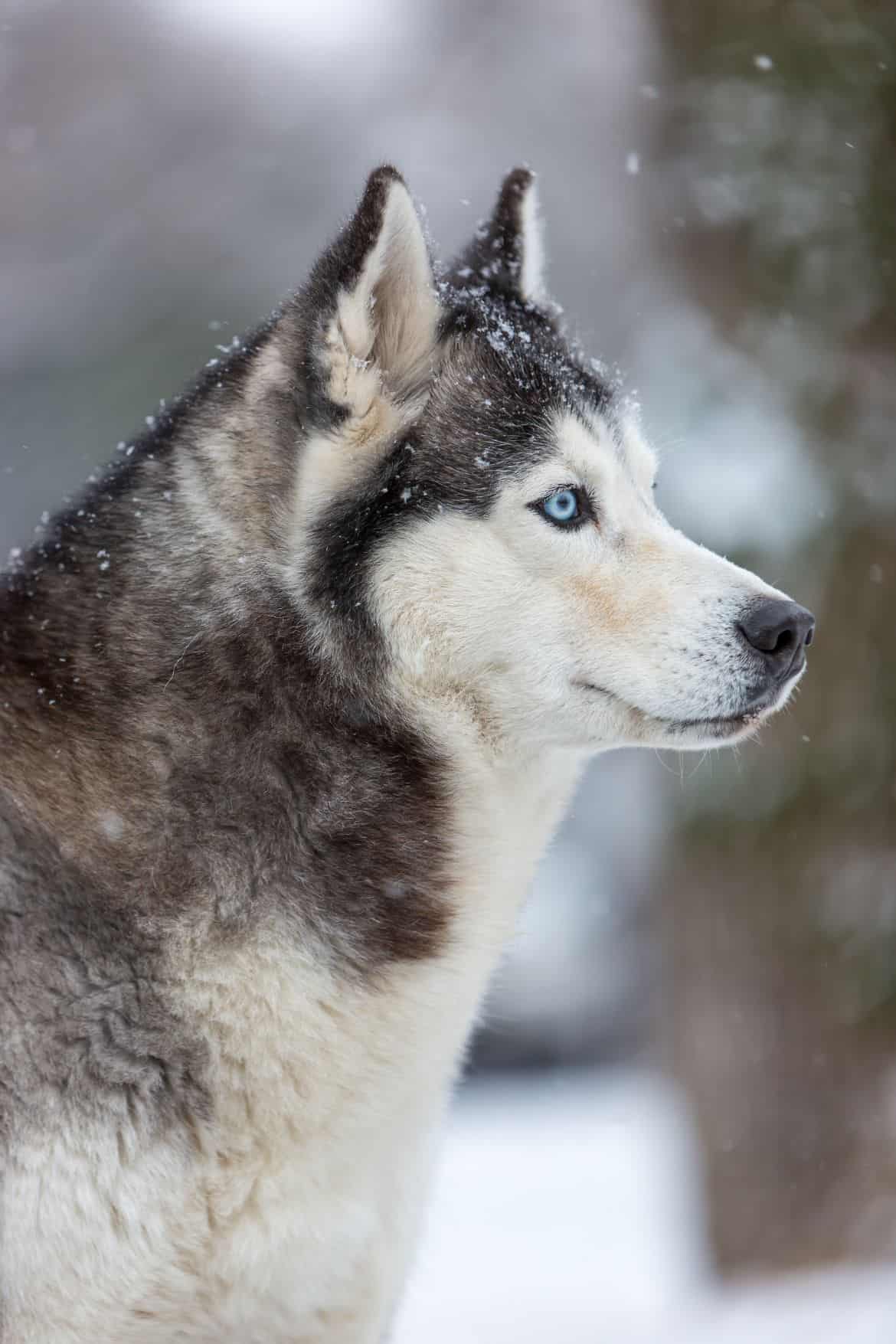 siberian-husky-dog-PM3LXHC (1) | Pet Dog Owner
