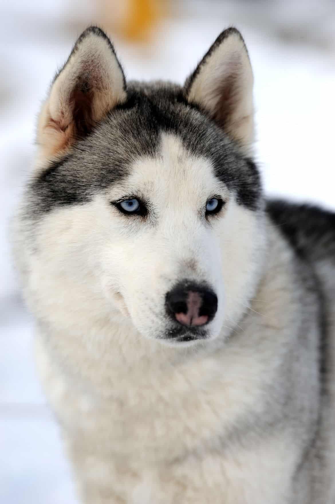 siberian-husky-dog-winter-portrait-PXN73Z5 | Pet Dog Owner