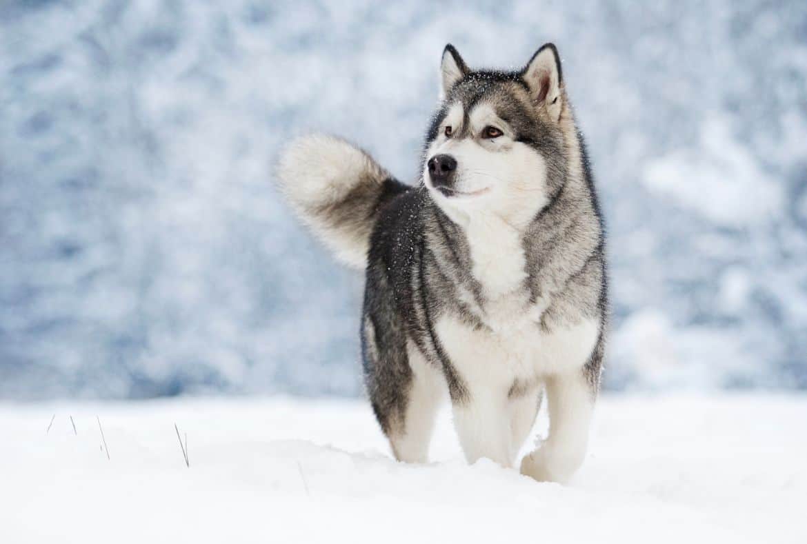 Why does my husky chase its tail?