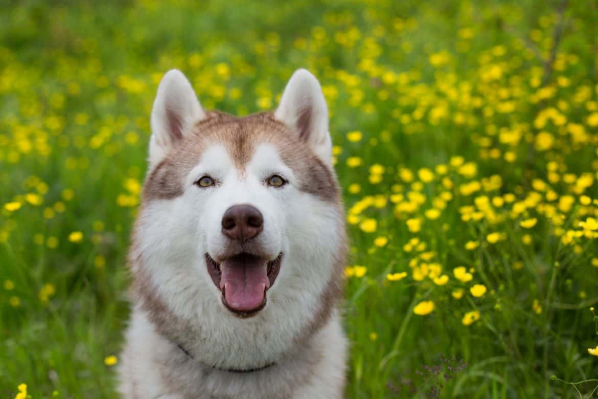 Does my husky love me? (12 Signs)