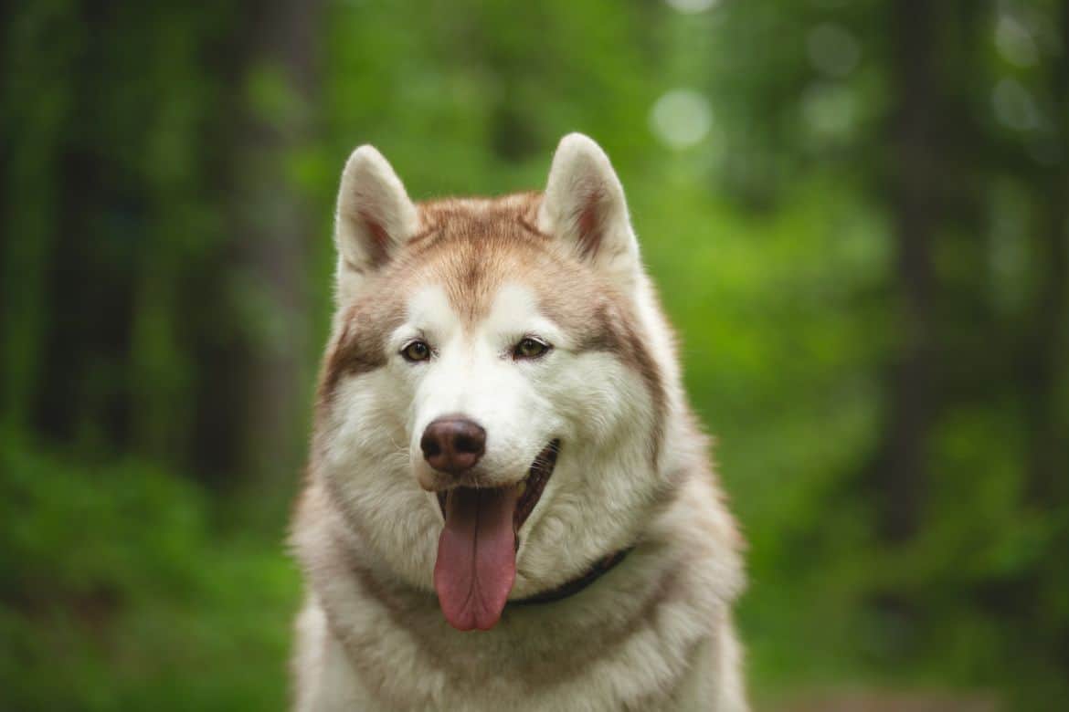 fat siberian husky