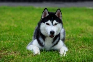 Husky