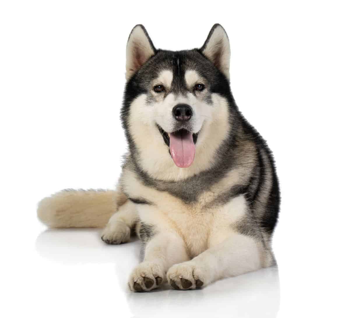 Why does my husky lick its feet and paws?
