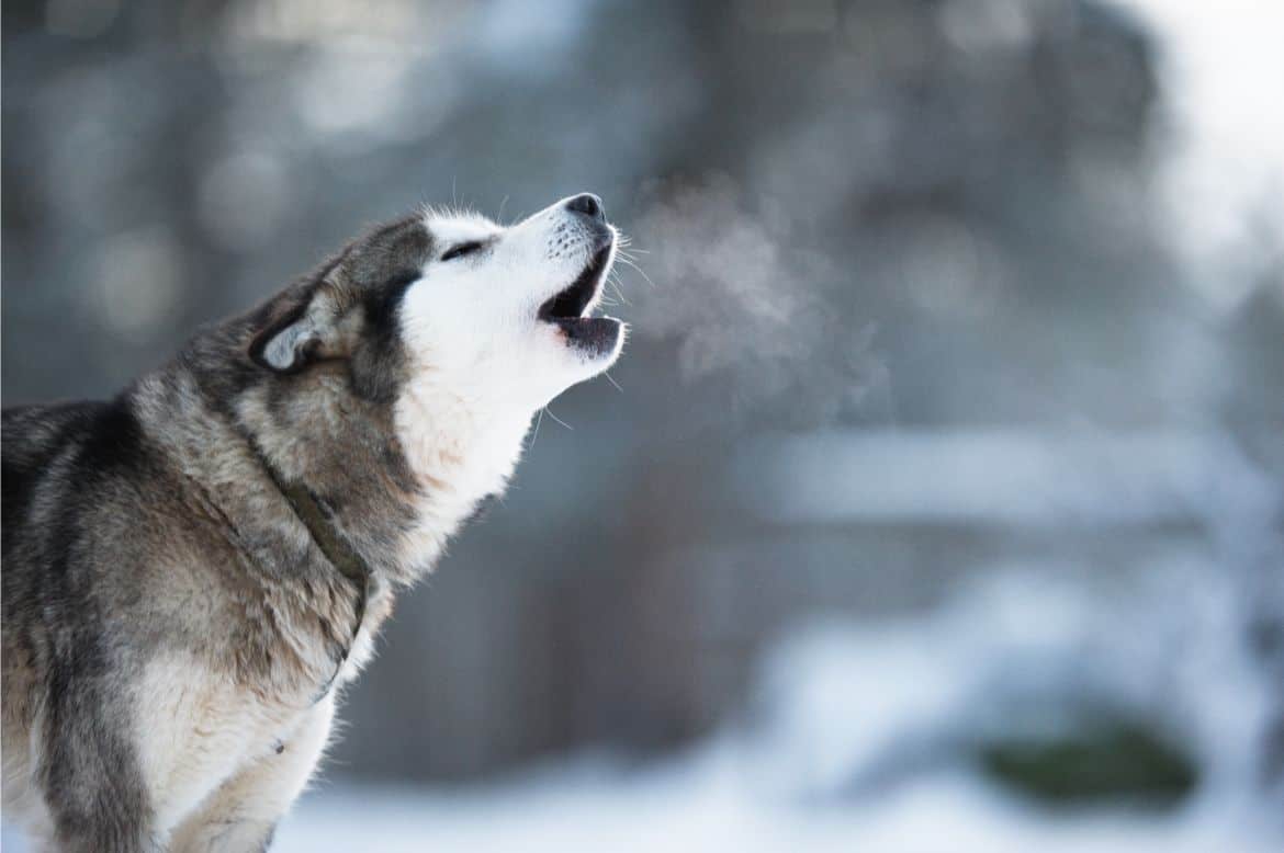 Why does my husky bark, howl or whine at night?