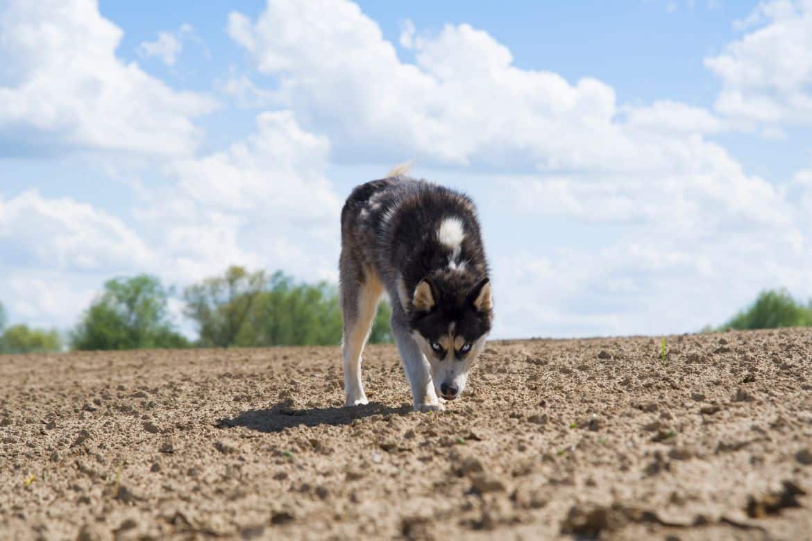 Why Your Husky Eats Dirt (And How To Stop It)
