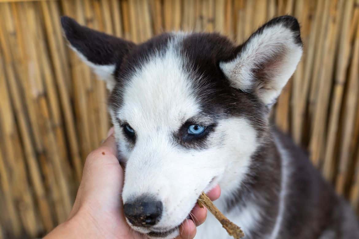 Why does my husky pee when I pet it?