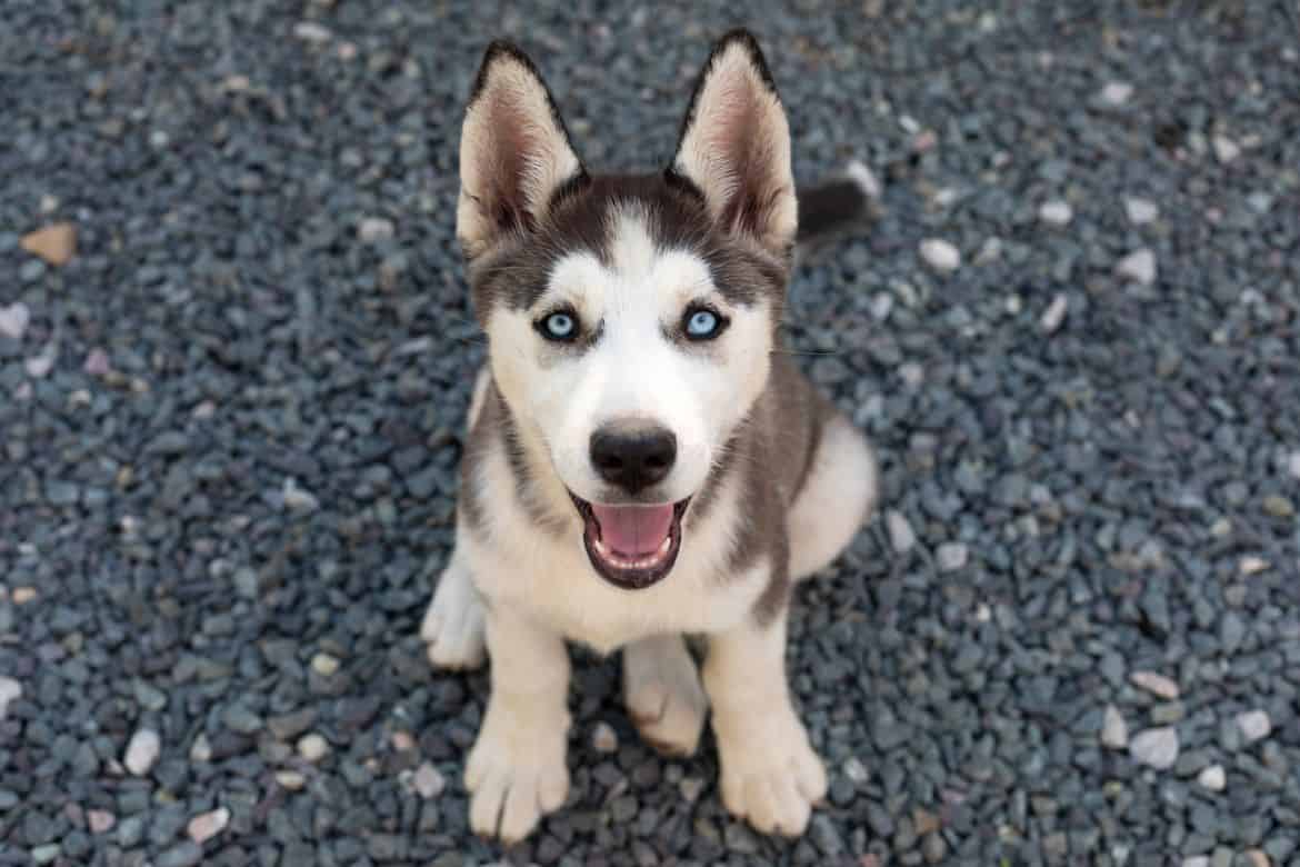 huskies and small dogs