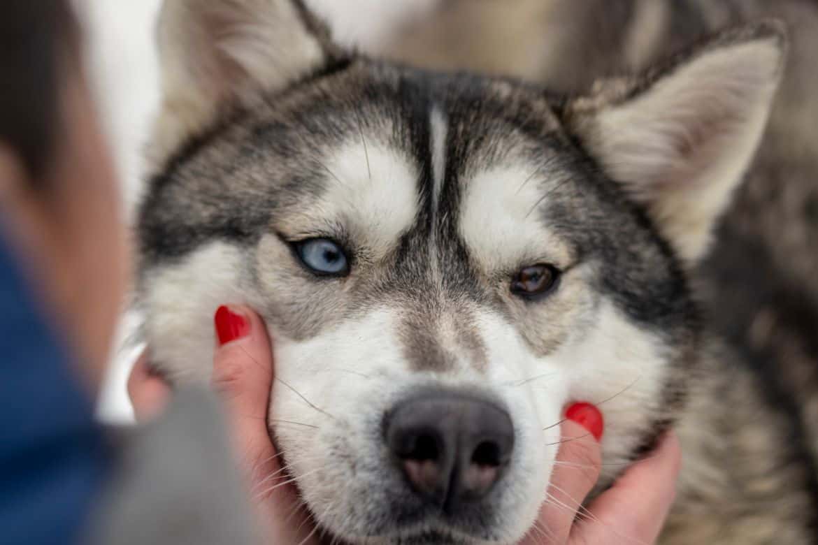 Why does my husky lay its head on me?