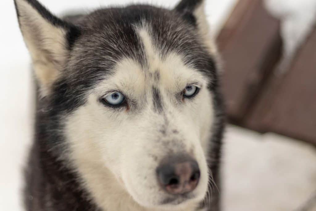Why Your Husky Ignores You And How To Solve It