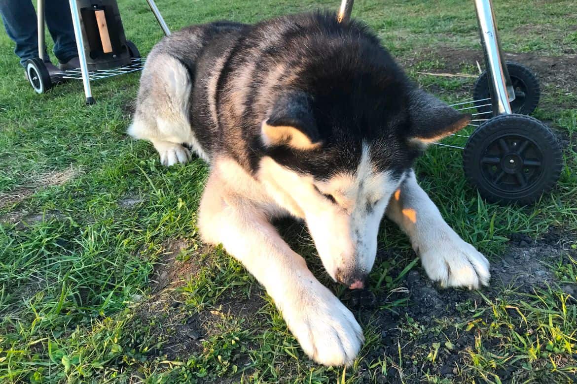 Why Your Husky Eats Grass (And How To Stop It)