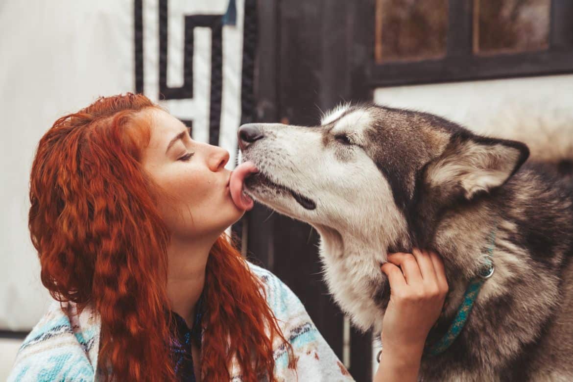 Why Your Husky Licks You So Much (And How To Stop It)