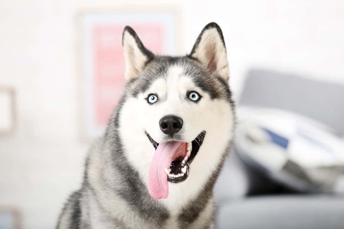 Why does my husky bark, howl or cry when I leave?