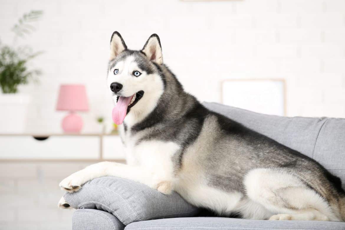 Why your husky is disobedient and what to do about it