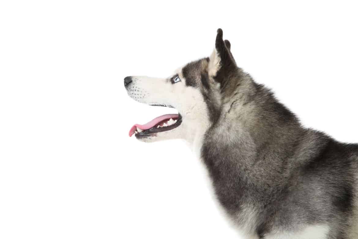 Why Your Husky Is Crazy (And What To Do About It)