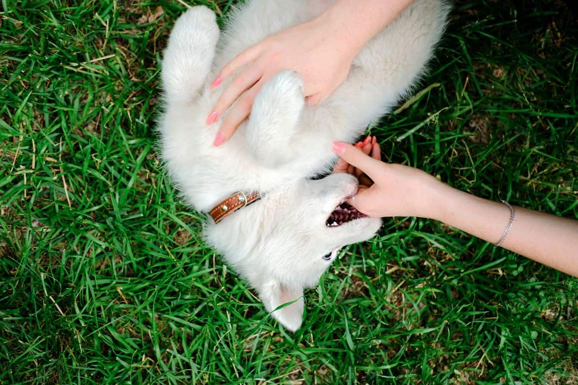Husky biting hands