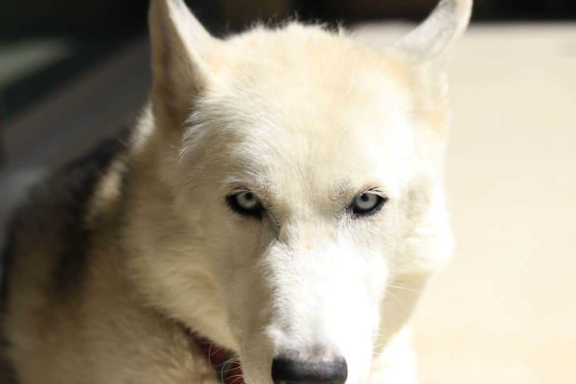 Why your husky whines (and how to stop it)