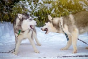 Huskies fighting