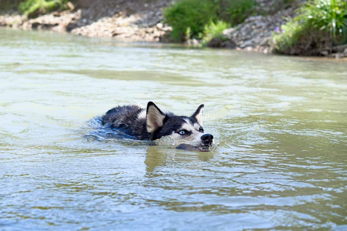 Why Some Huskies Hate Water (And How To Stop It)