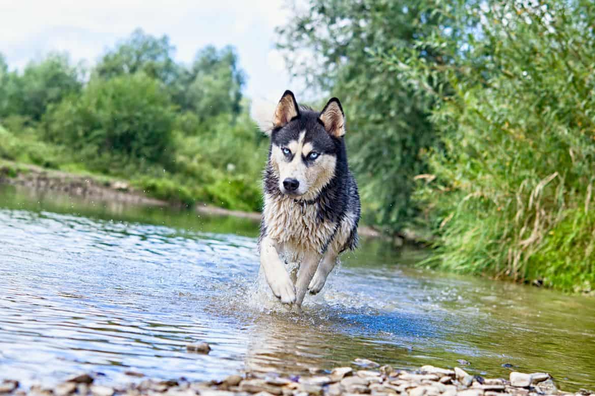 How much to exercise your husky