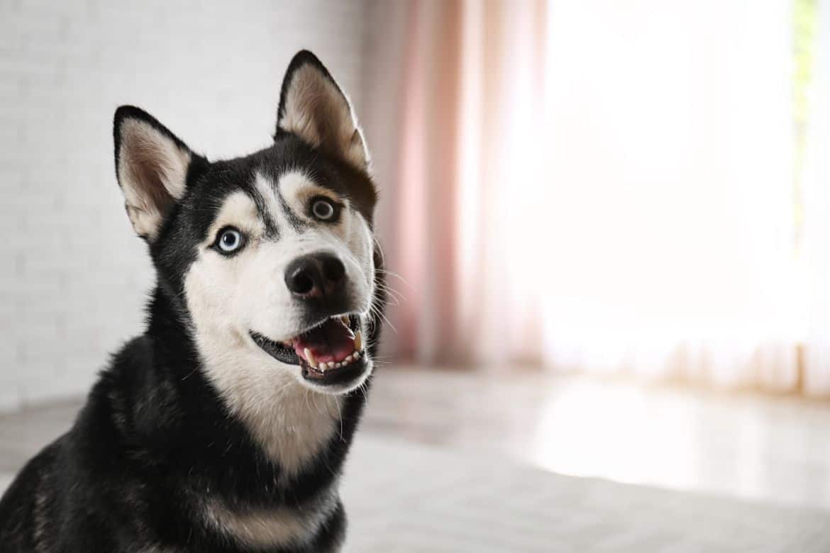 Why Your Husky Destroys Everything (And How To Stop It)