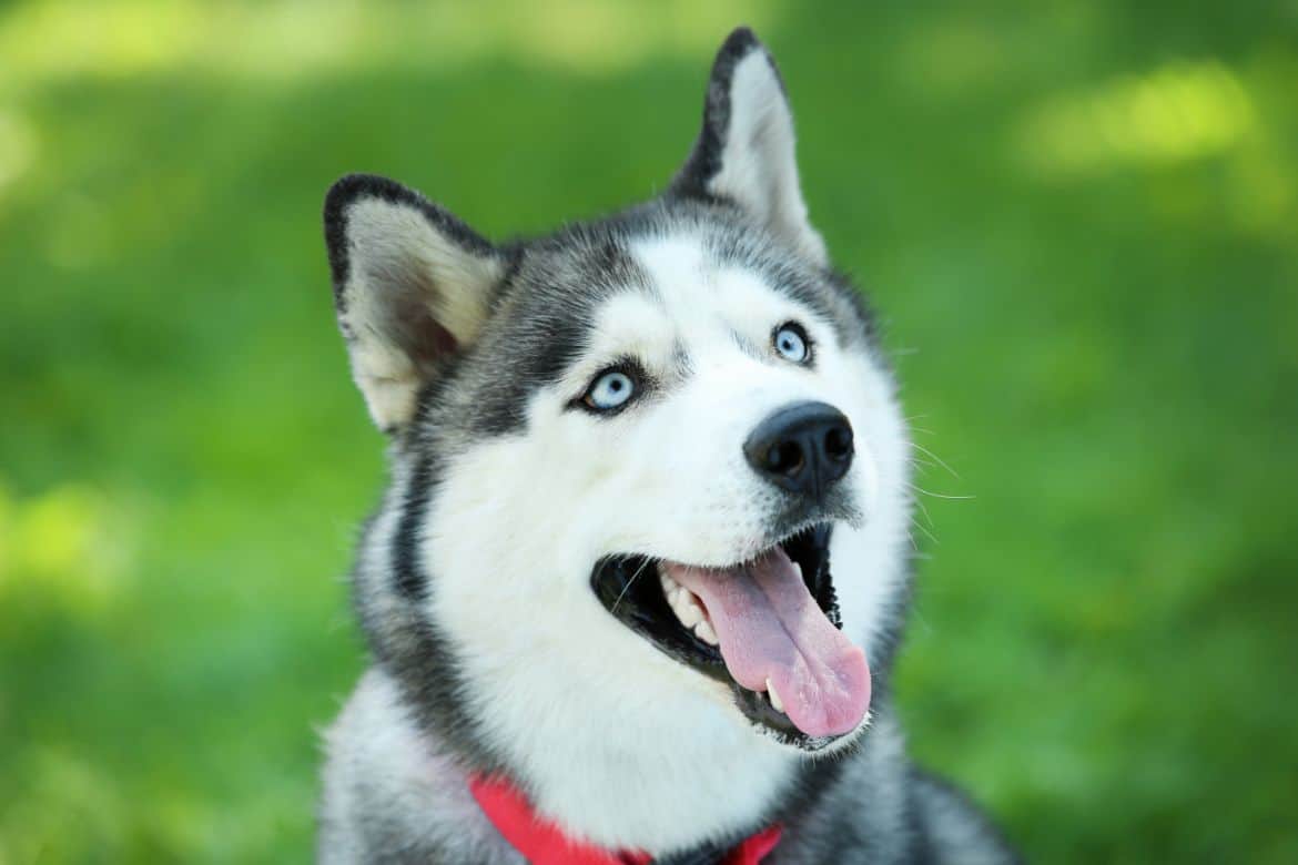 Why Your Husky Drools (And What To Do About It)