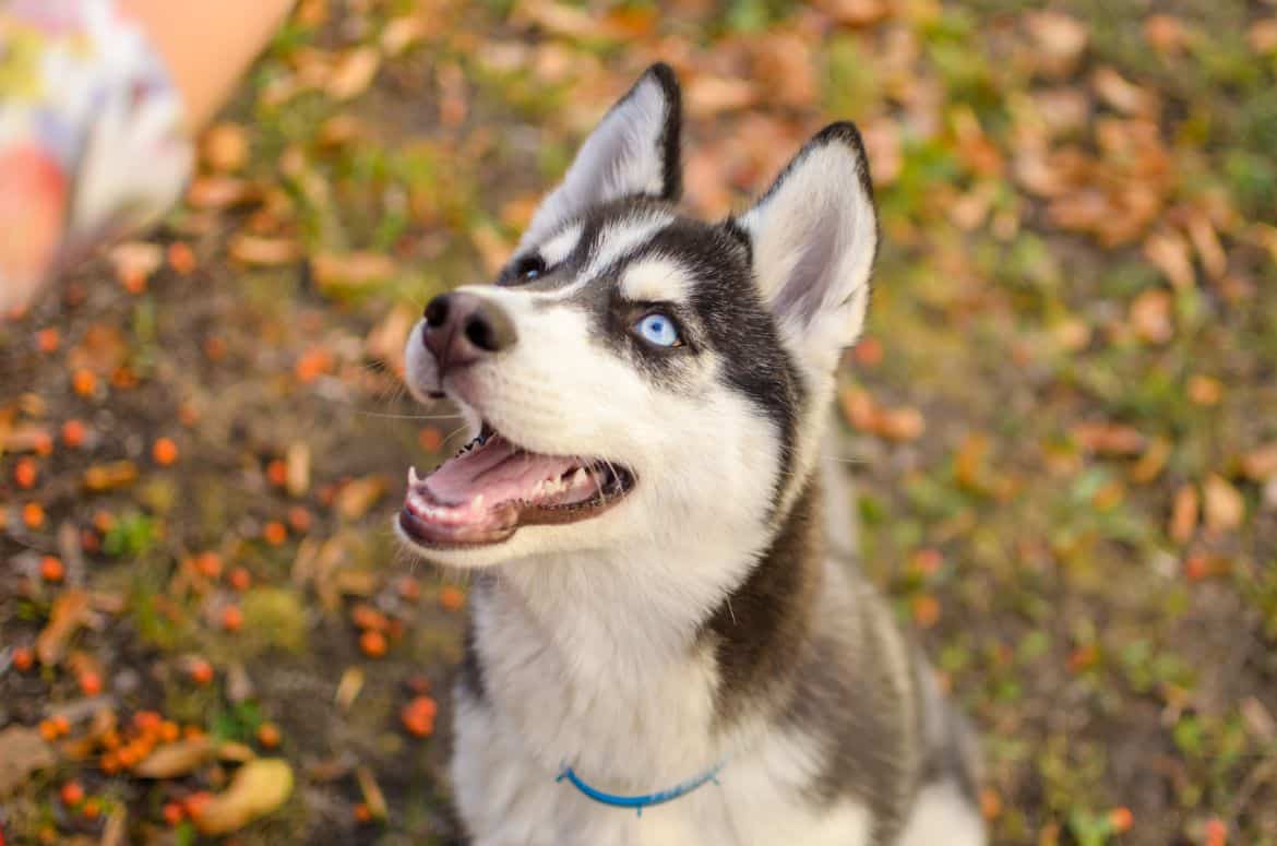 Why Does My Husky Smell? (And How To Stop It)