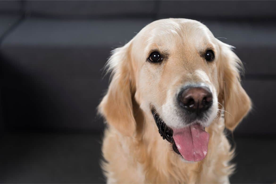 Why is my Golden Retriever not affectionate?