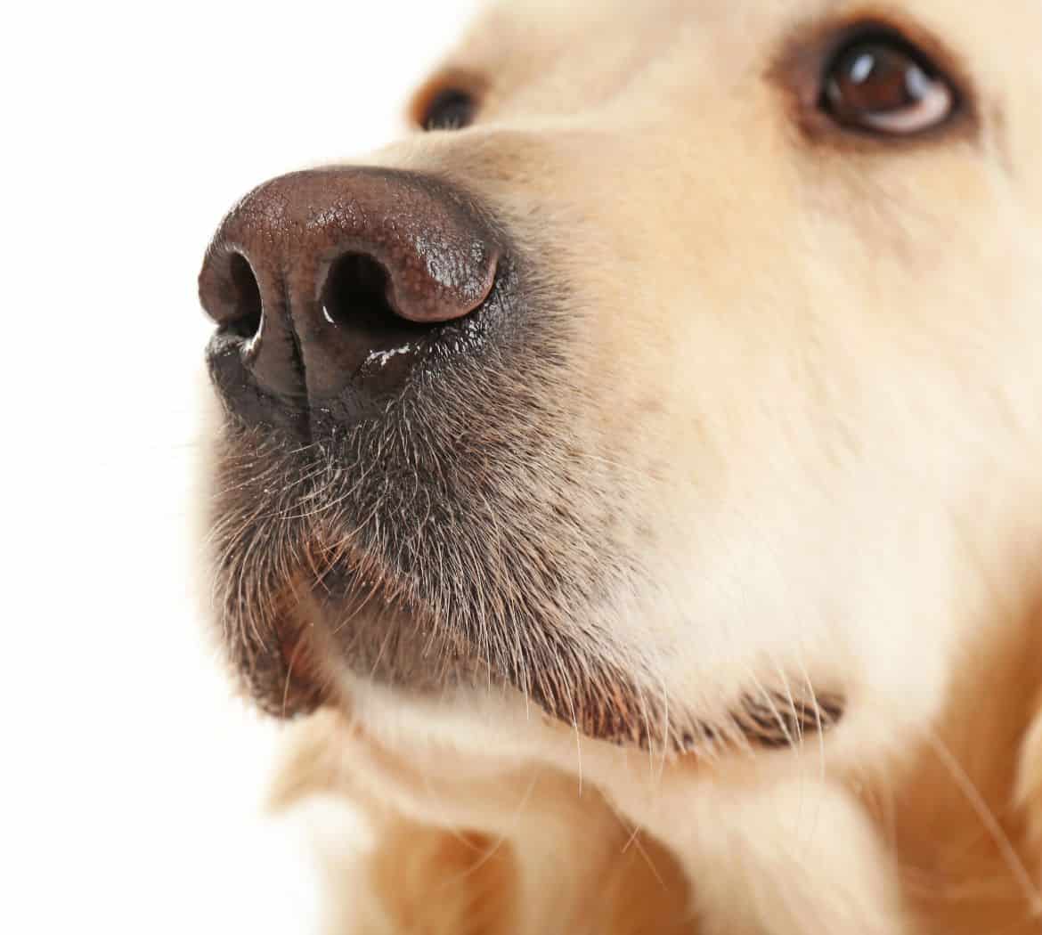 Why is my Golden Retriever always crying?