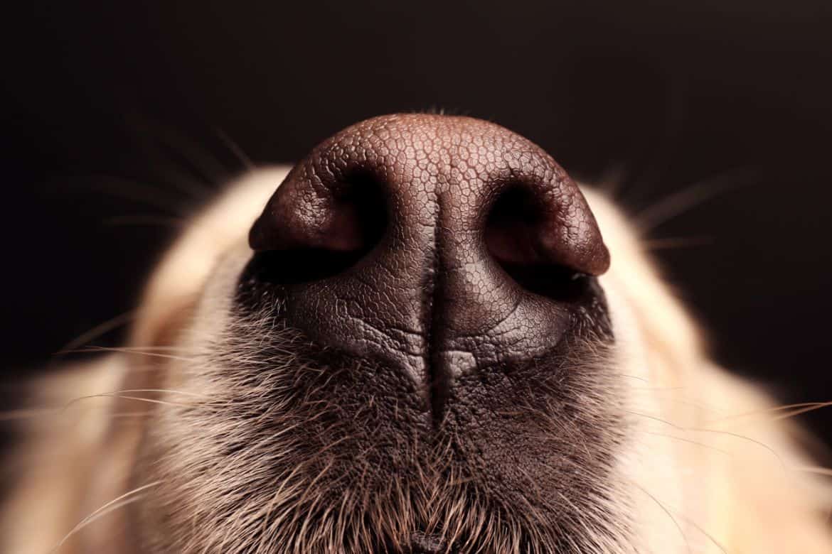 Why does my Golden Retriever sniff everything?