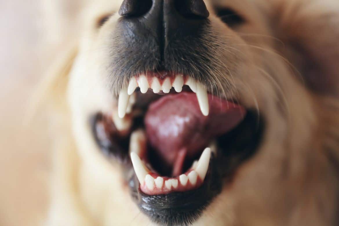 Why is my Golden Retriever aggressive?