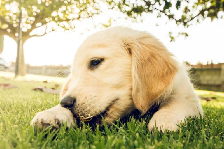 how-much-food-for-a-6-week-old-puppy