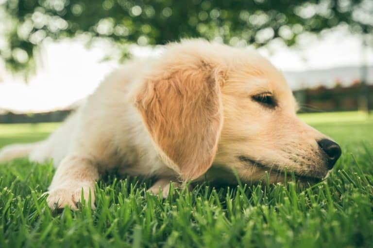 Can dogs eat ants?