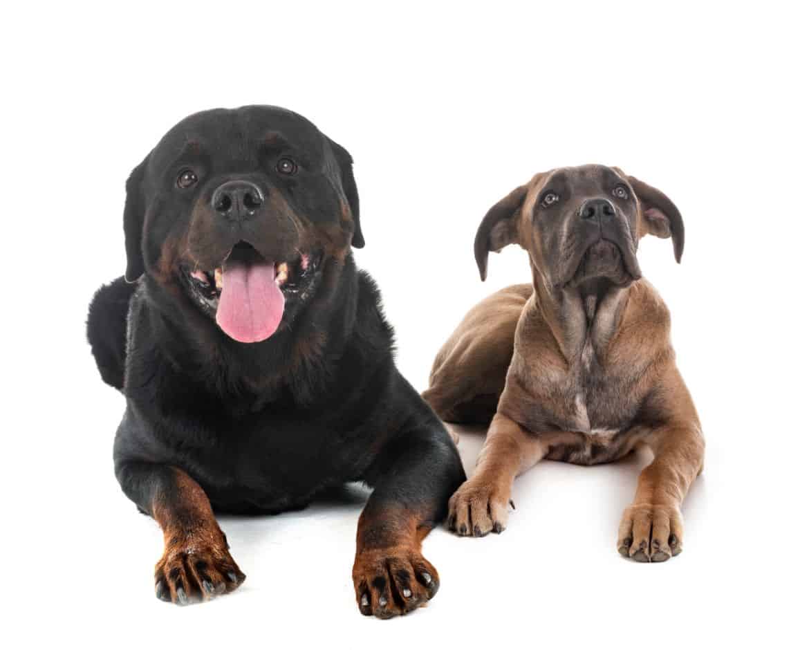 Why does my Rottweiler bite other dogs?