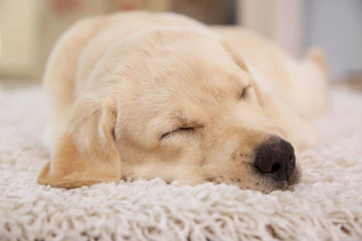 Why does my Golden Retriever puppy sleep a lot?