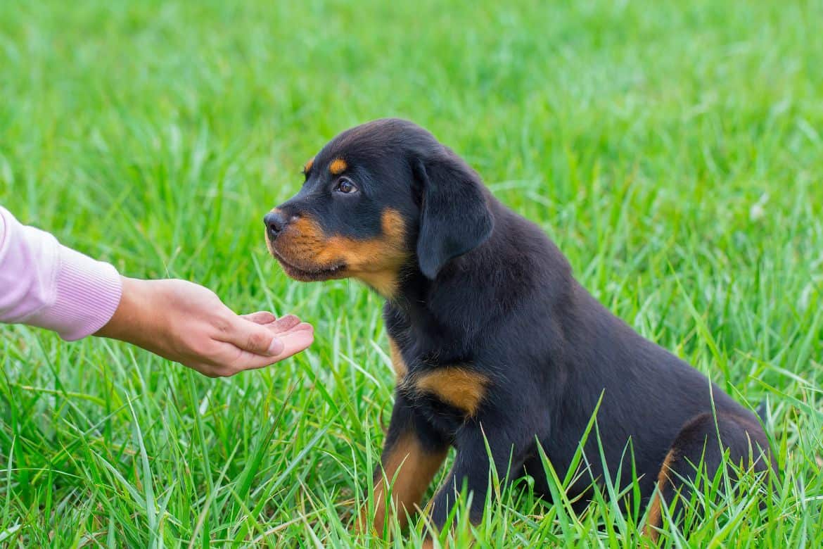 Why does my Rottweiler grab or bite my arm?