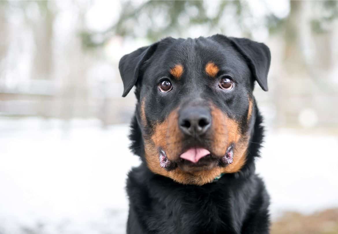 Why is my Rottweiler always crying?