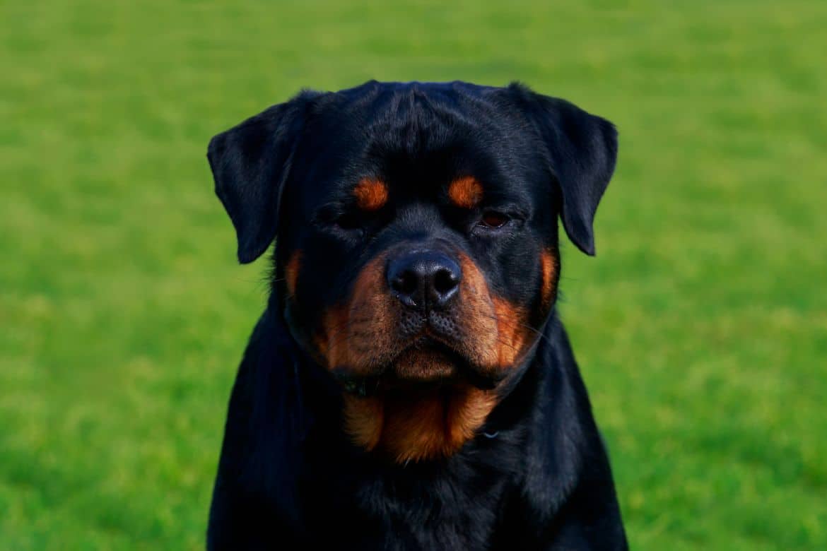 Why is my Rottweiler so protective of me?