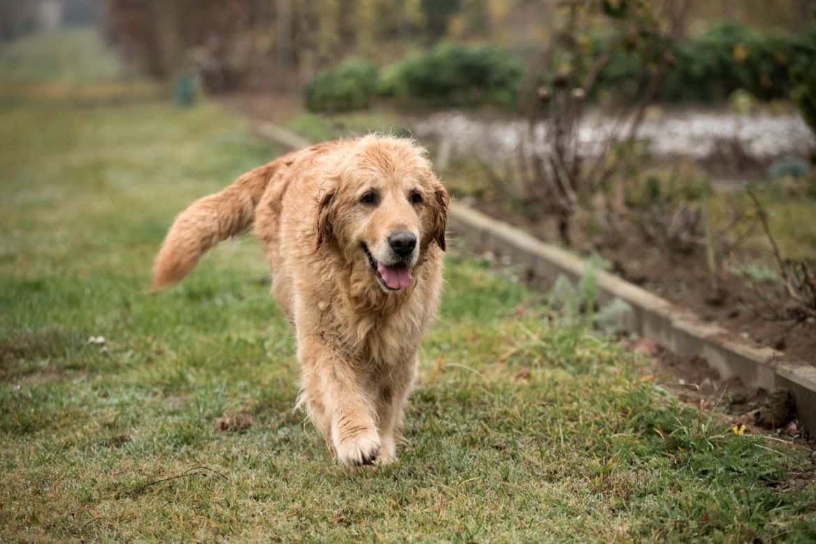 Why does my Golden Retriever run in circles?