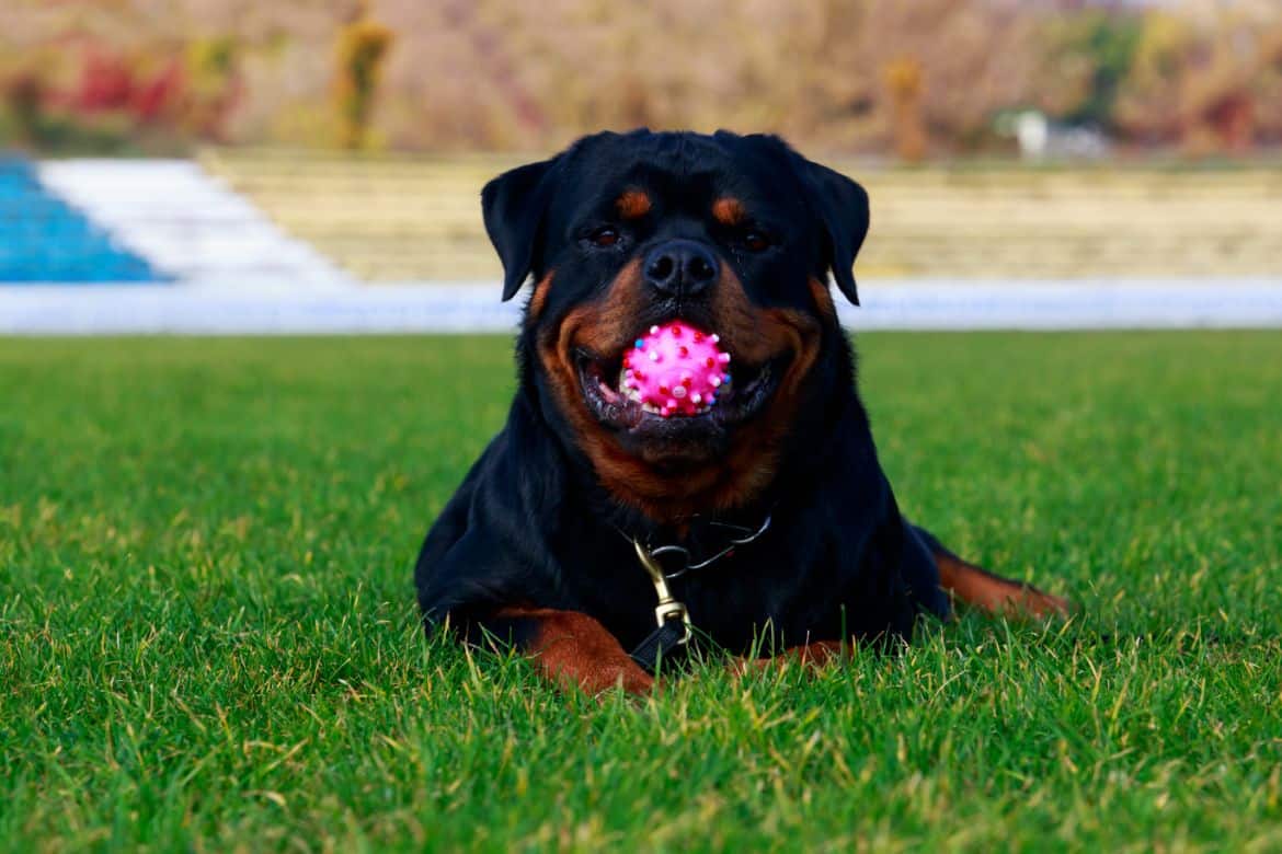 Why does my Rottweiler roll in the grass?