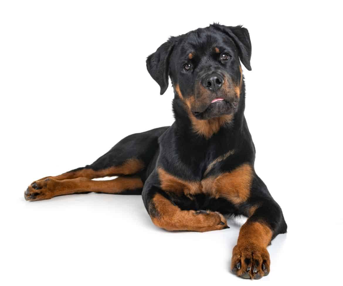 Why does my Rottweiler lay down to eat?