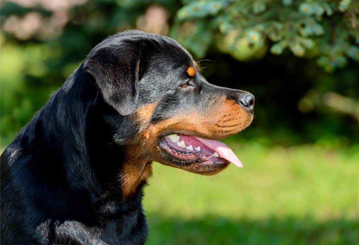 Why does my Rottweiler not like other dogs?