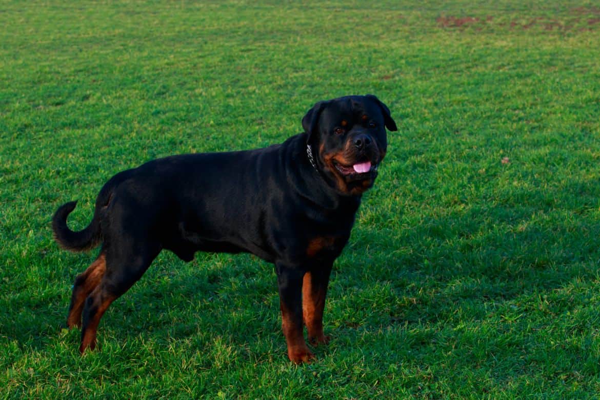 Why does my Rottweiler pace or walk in circles?