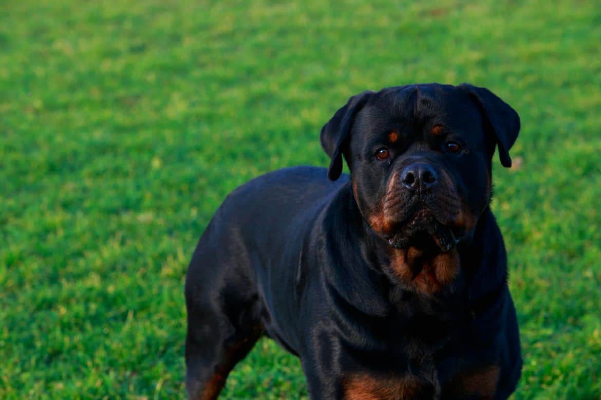 Why does my Rottweiler attack small dogs?