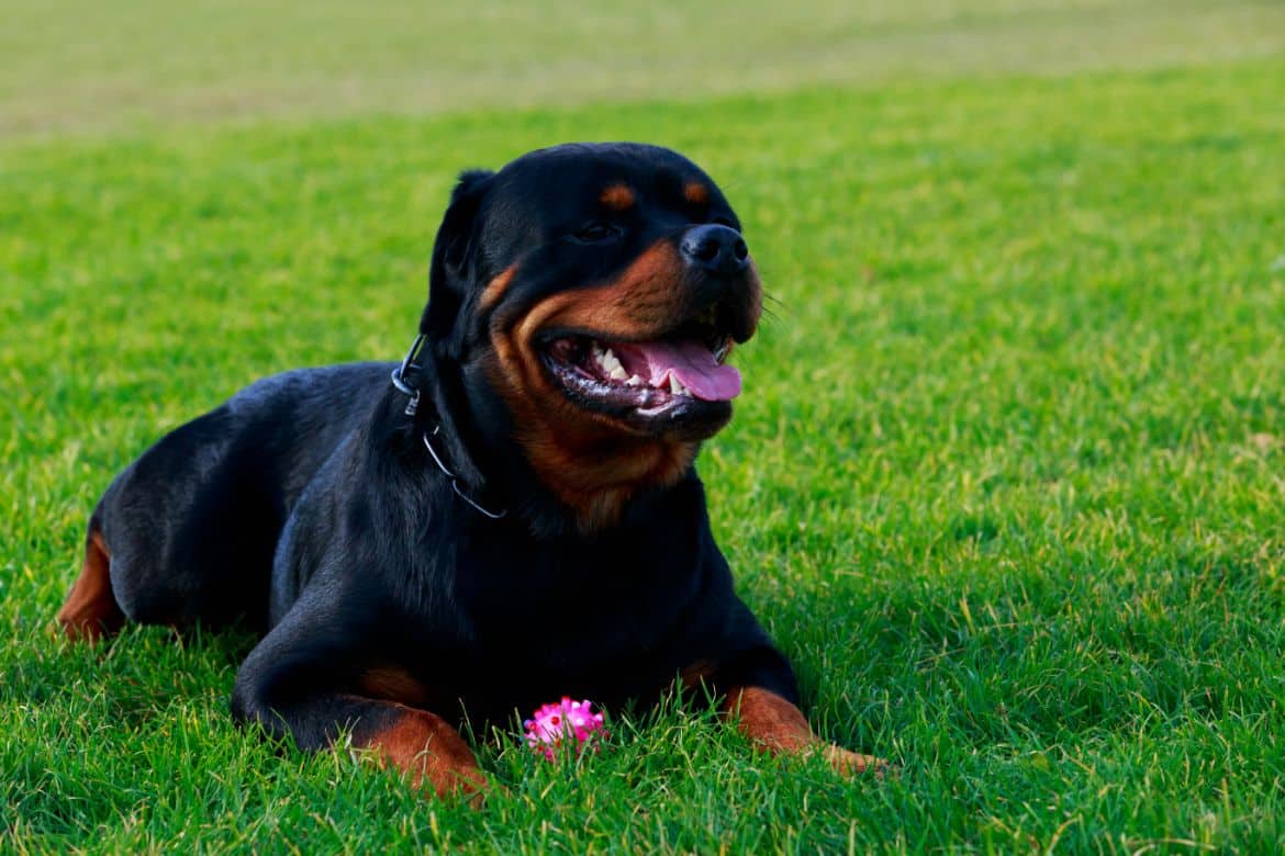 Why does my Rottweiler bark at strangers?